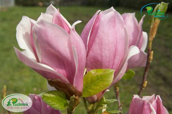 Magnolia Red Lucky